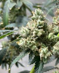 Everything You Need to Know About California Weed Seeds