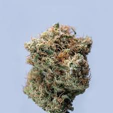 Everything You Need to Know About California Weed Seeds